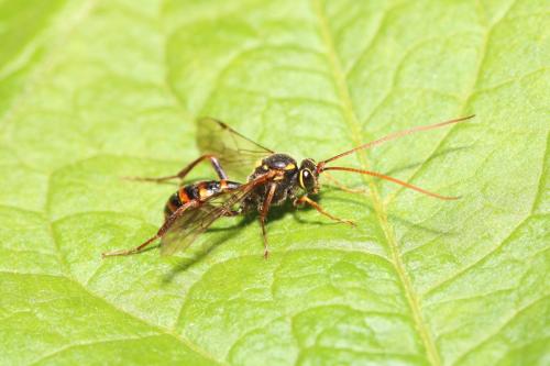 Rynchobanchus flavopictus